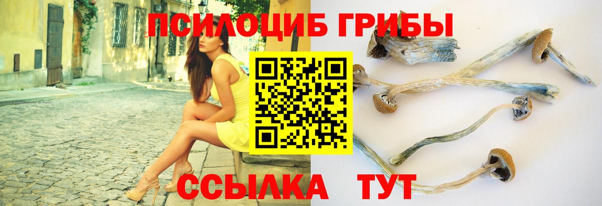 закладки  Галлюциногенные грибы Psilocybine cubensis  Вход с VPN  Новоалександровск 